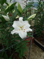 [5340 All Choice 16 ST No01.JPG]